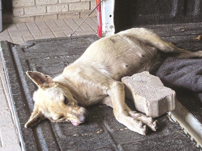 Opvolg: Hond met baksteen doodgegooi